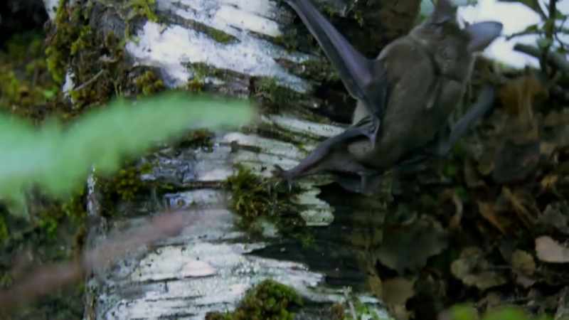 You've got native bats here, the short-tailed and long-tailed bat