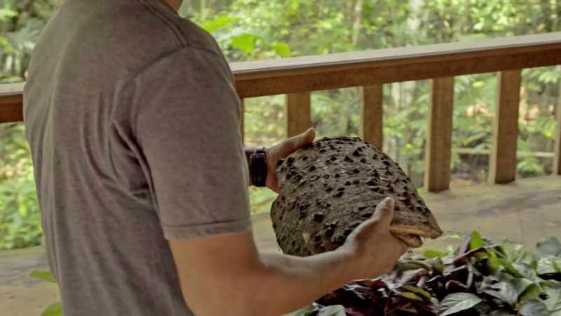 [Zac] Not everyone comes here for the Ayahuasca ceremony