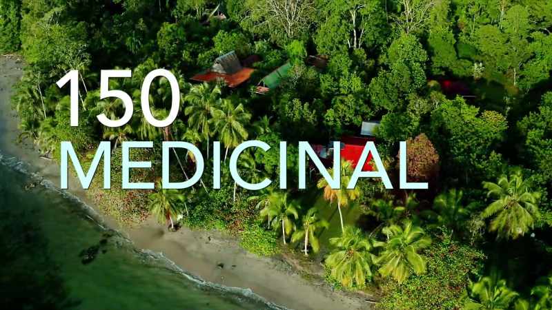[Zac] Over 150 medicinal plants are grown here at Punta Mona