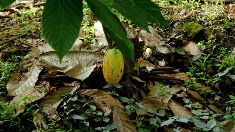 [Zac] Whoa. Yeah, please. I've never seen a cacao, like