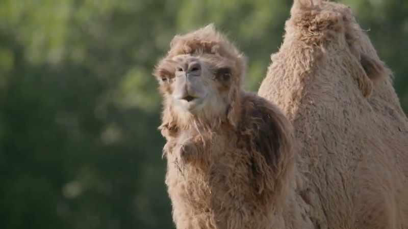 Zack: Here at the wilds conservation park