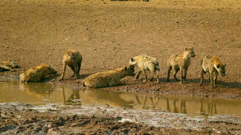 Zalika and her clan are still guarding what's left