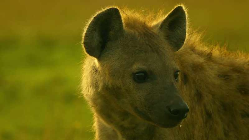 Zalika has won and lost battles with the wild dogs before