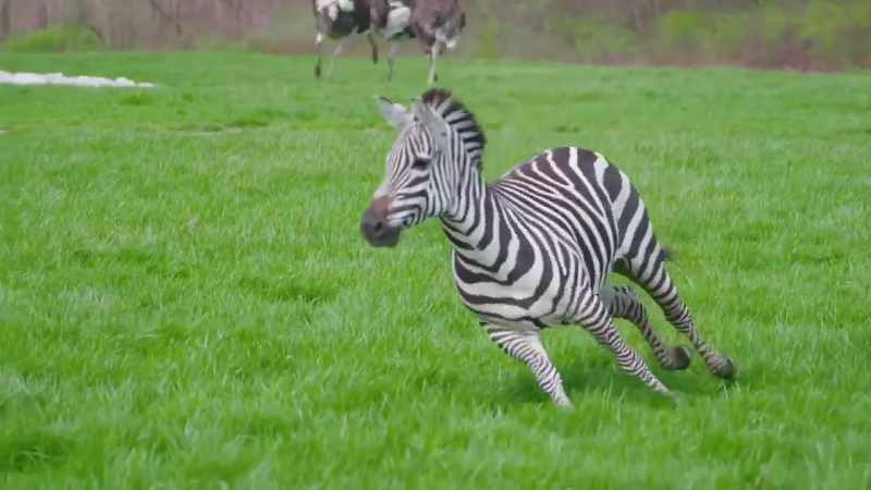 (zebra braying)