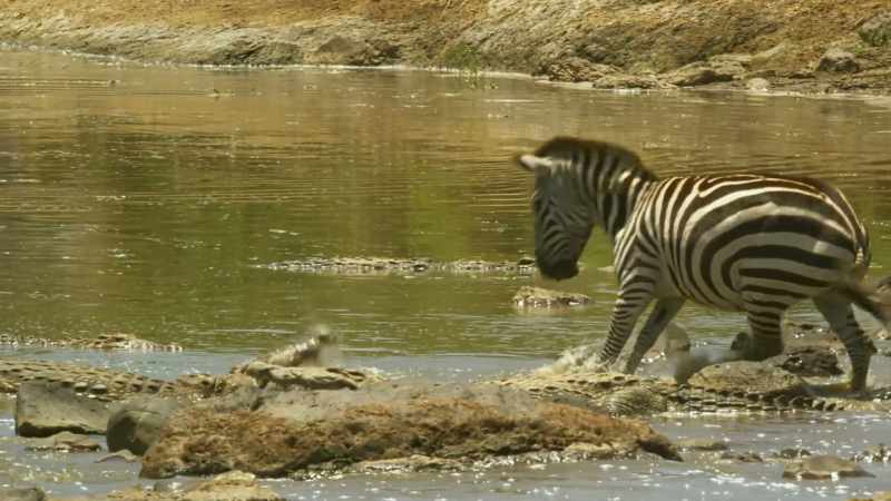 ZEBRA SQUEALS