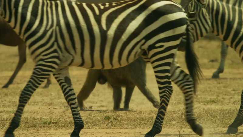 ZEBRAS BRAY