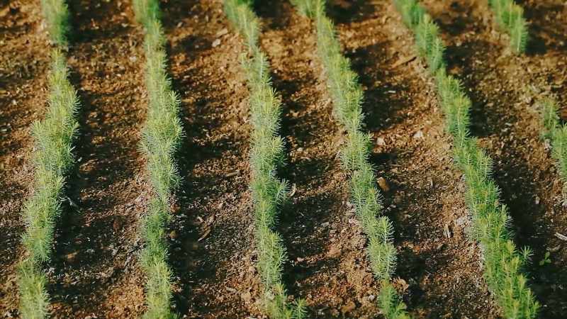 ZEKE: The California Forest Practice rules