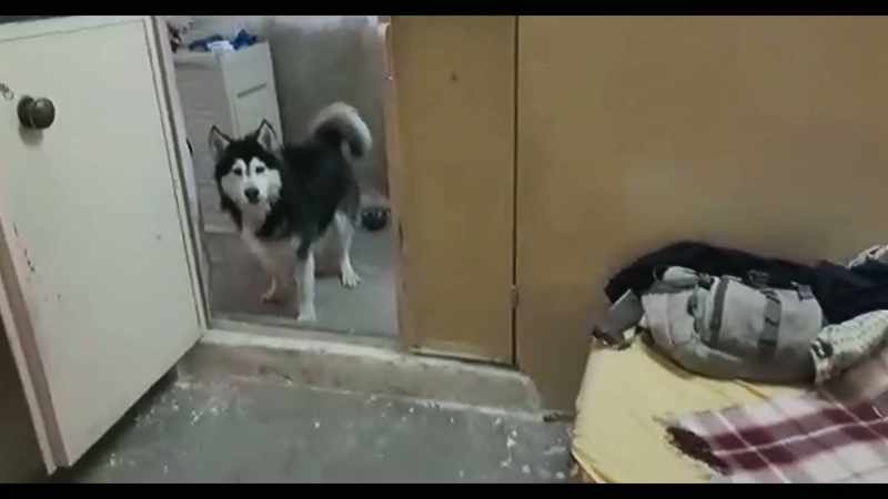 Zeus, come here, come