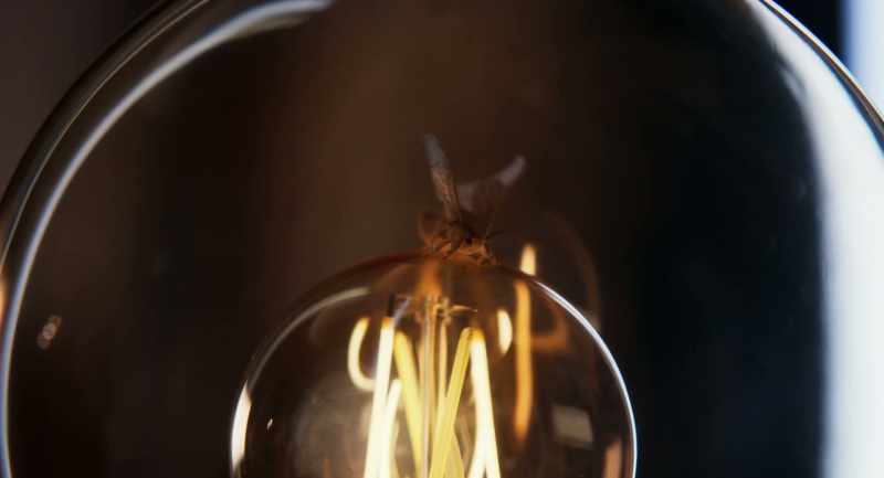 ZOE: Do you know why moths fly into the light?