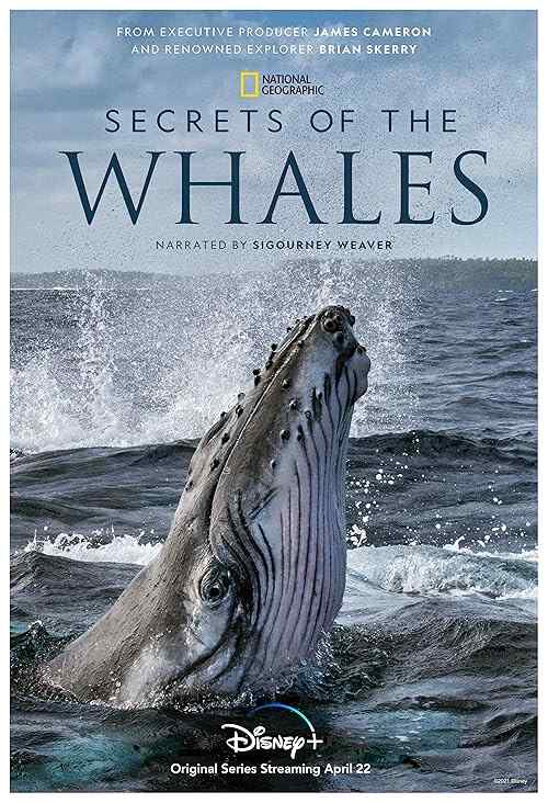 Secrets of the Whales poster