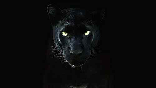 The Real Black Panther poster