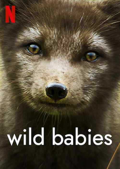 Wild Babies poster